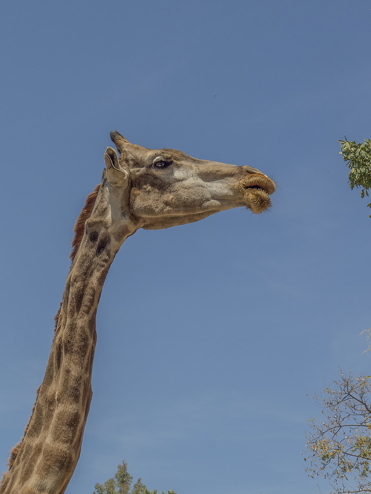 giraffe, animal, neck, eating, animals, africa, fauna