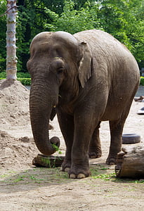 elephant, large mammal, indonesian, proboscis, large, colossus, huge