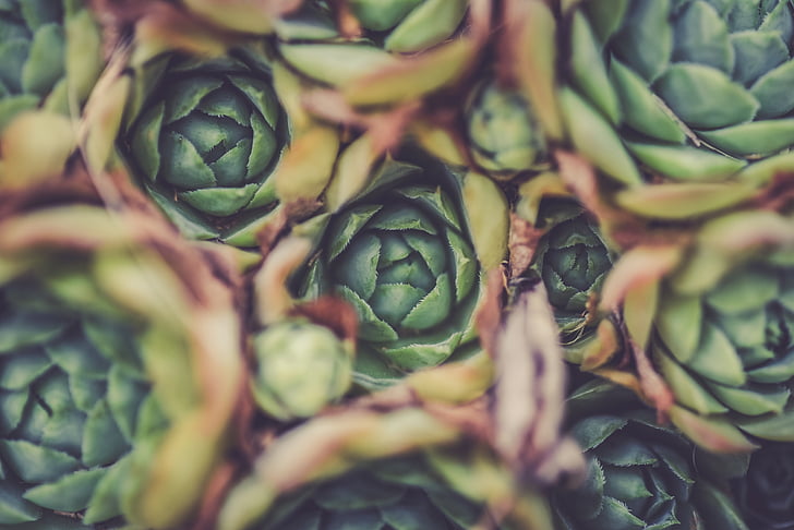 artichoke, blur, close-up, focus, food, grow, leaf