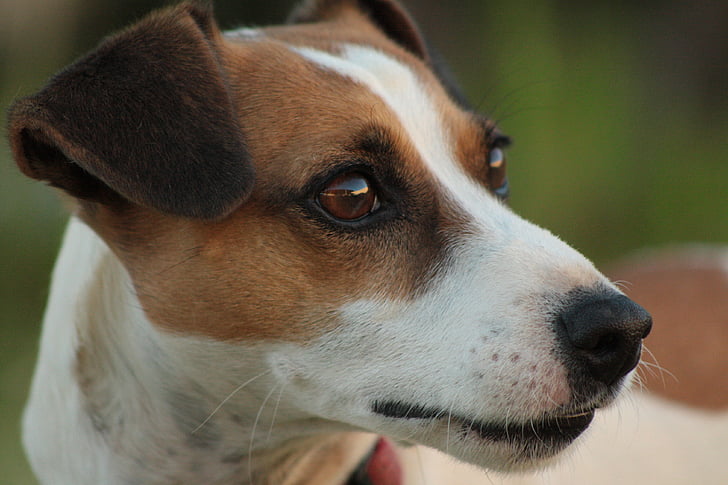 hund, Jack russell, Terrier, canine, purebred, doggy, dyr
