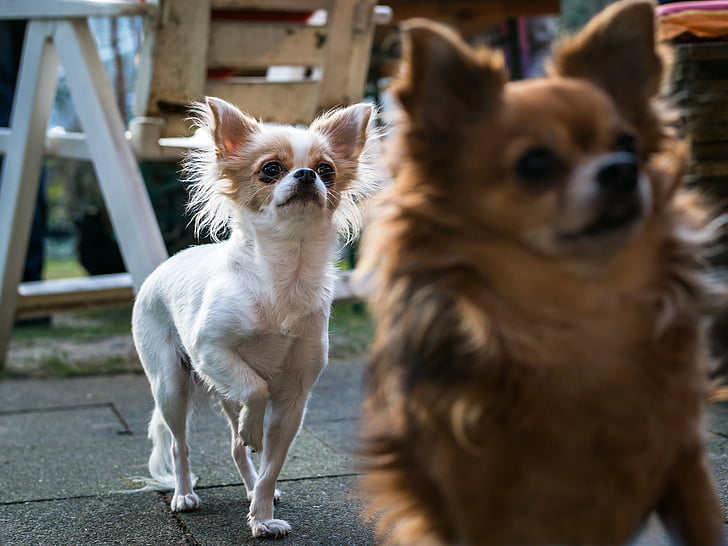 Chihuahua, hond, Chiwawa, weergave, ogen, blik, horloge