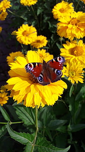 πεταλούδα, μέλισσα, λουλούδι, ένα κίτρινο λουλούδι, σφήκα, μέλισσα, άνθιση