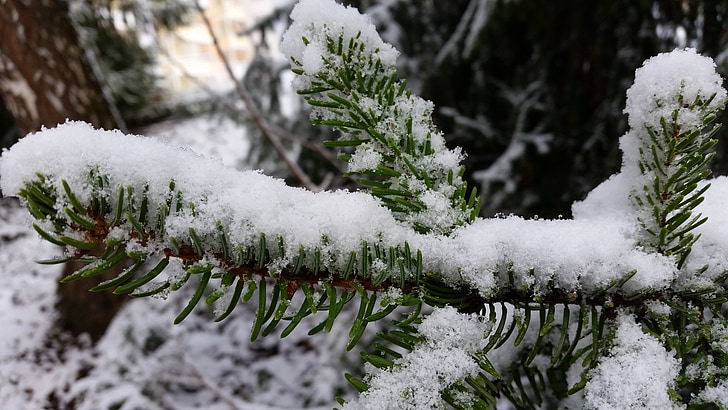 Sapin, Direction générale de la, neige, aiguilles de pin, tannenzweig, Forest, hiver