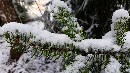 fir, branch, snow, pine needles, tannenzweig, forest, winter