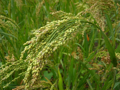 小米, 培养, 谷物, 农业, 穗状花序