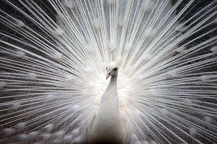 peacock, white, bird, nature, beautiful, feather, vibrant