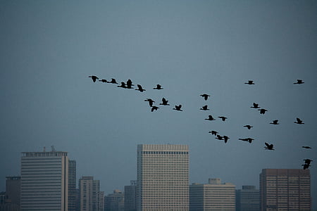 birds, flock, sky, fly, wildlife, cityscape, city