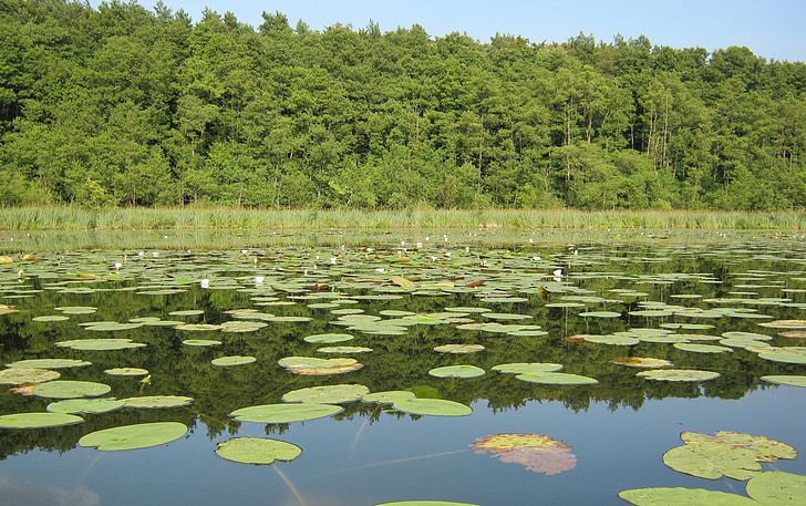 Müritz, Lac, nature, conservation de la nature, eau, Nuphar, lis d’eau