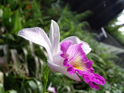cattleya., ορχιδέα, λουλούδια, φυτό