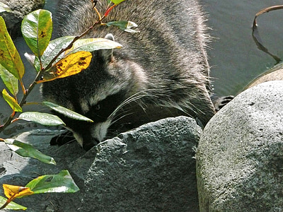 tvättbjörn, djur, vilda djur, vatten, Stanley park, Vancouver, naturen
