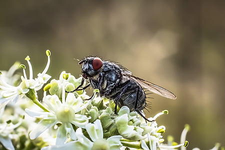 μύγα, housefly, έντομο, Κλείστε, μακροεντολή, ζώο, πτέρυγα