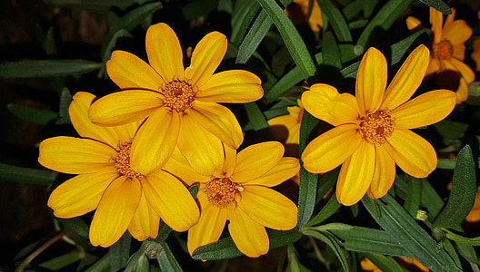 λουλούδια, κίτρινα άνθη, marigolds, πέταλα, φυτό, floral, άνθιση