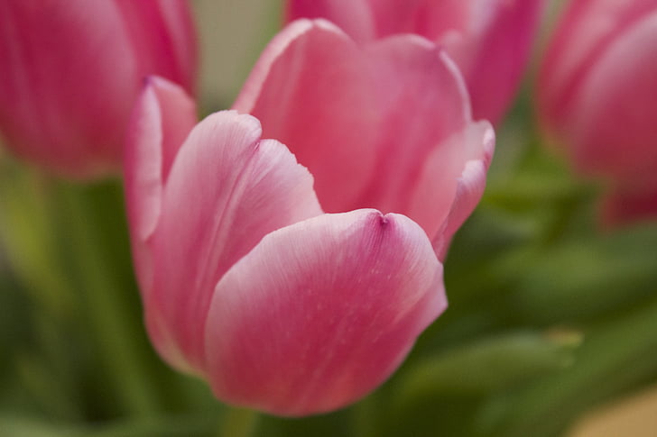 pink tulipaner, blomst, Tulip, baggrund, blomster, Holland, Holland