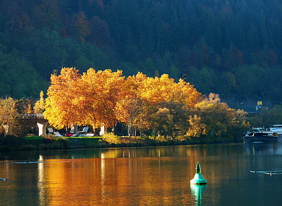 medžiai, lapų, lapai, spalvinga, farbenrausch, spalva, dažymas