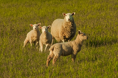 羊, 自然, 動物, ファーム, 家族