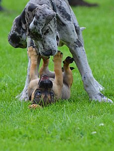 great dane, grey tiger, small hybrid, puppies, playing dogs, cute, young