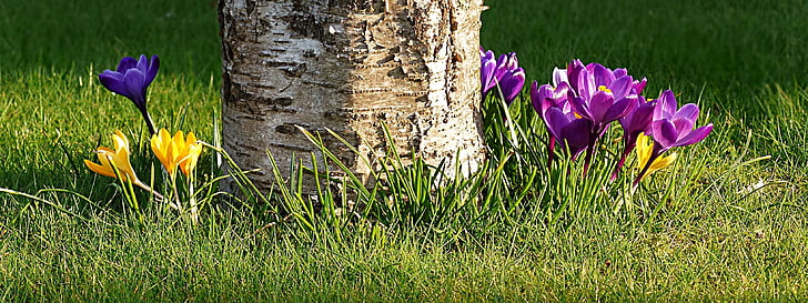 bunga, Crocus, kesalahan besar awal, warna-warni, Taman, ungu, alam