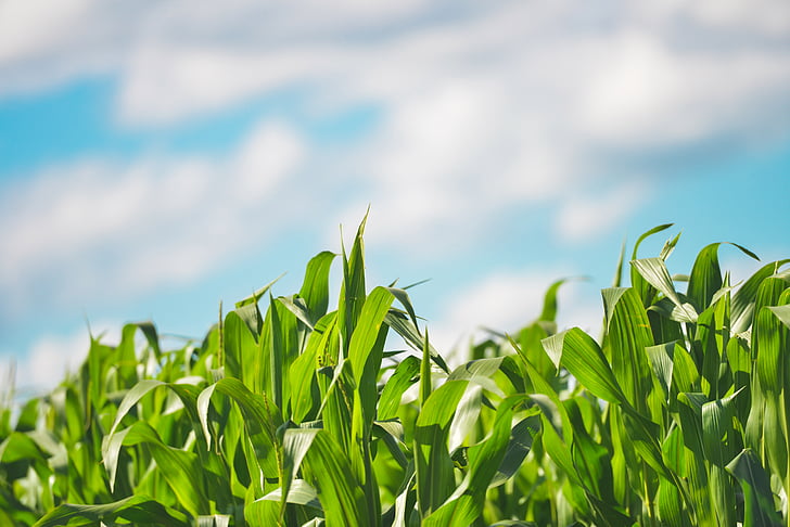 agriculture, cereals, cornfield, farm, field, grain, plants