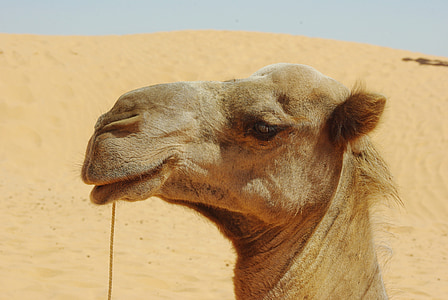 Tunézia, dromedár, fej, nézd, állat, sivatag, lakókocsi