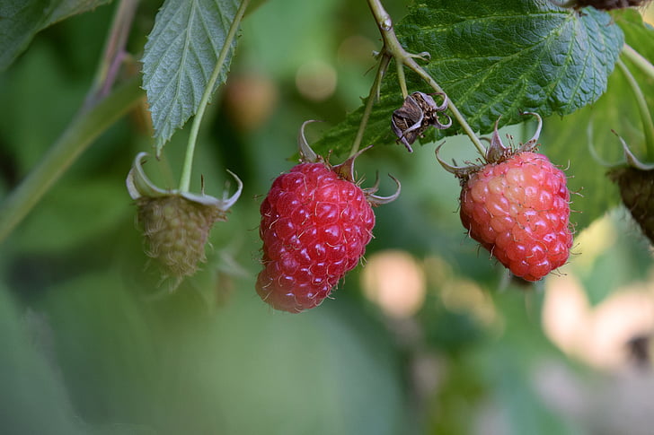 raspberry, red, nature, food, fruit, fresh, healthy