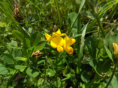 Κίτρινο, Όμορφο, λουλούδι, φωτογραφία, Φακός κοντινής φωτογραφίας
