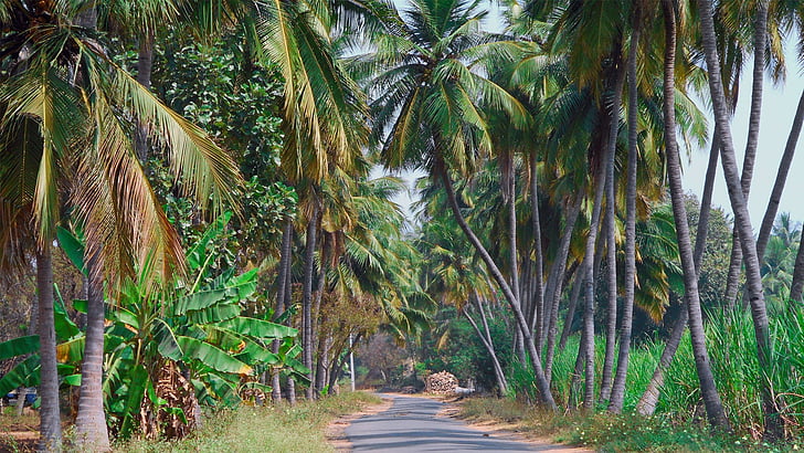natura, peisaj, nucă de cocos, copac, în aer liber, pădure, climatul tropical