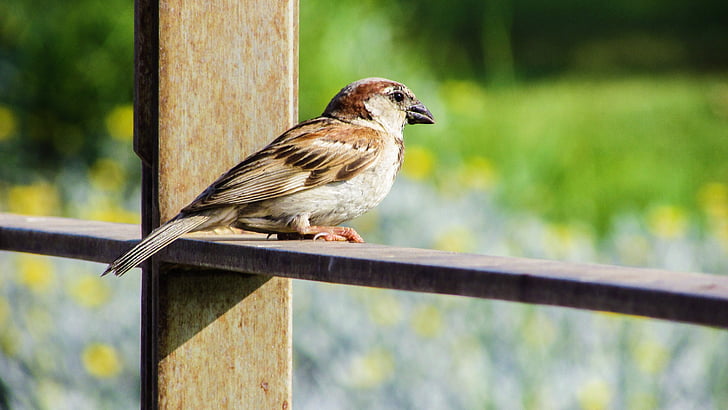 Sparrow, pták, sedící, Při pohledu, Příroda, zvíře