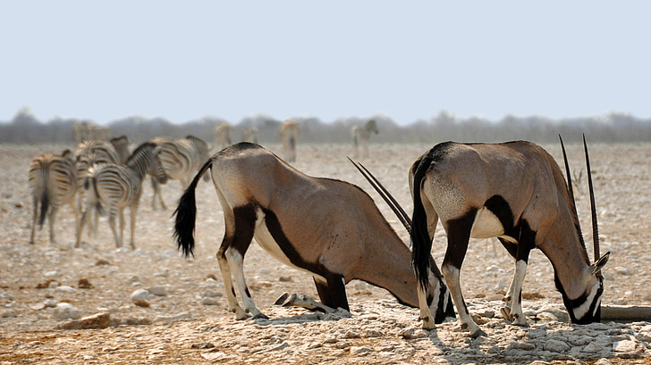 Oryx, África, Namibia, naturaleza, seco, Parque Nacional, animal