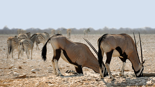 Oryx-Antilopen, Afrika, Namibia, Natur, trocken, Nationalpark, Tier