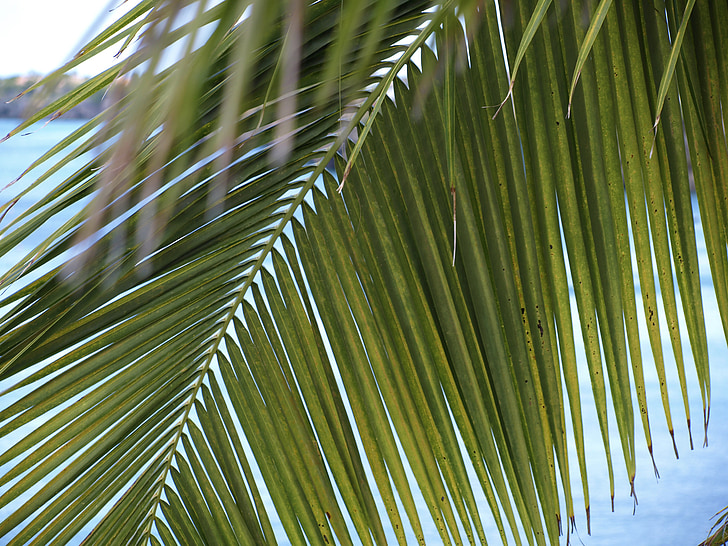 frondas da palma, James, luz verde, folhas, em forma de leque, costelas de folha, fã de palma