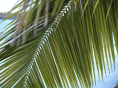 palmowych, James, zielone światło, pozostawia, wentylator w kształcie, liść żeber, Palm fan