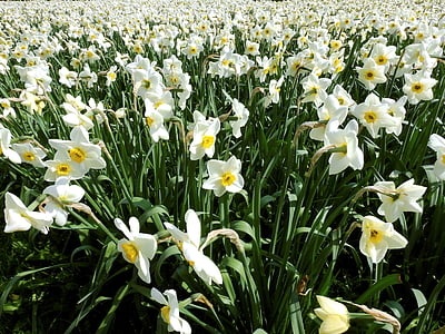 Нарцис, квітка, Весна, Природа, цвітіння, цвітіння, блідо-жовтий колір