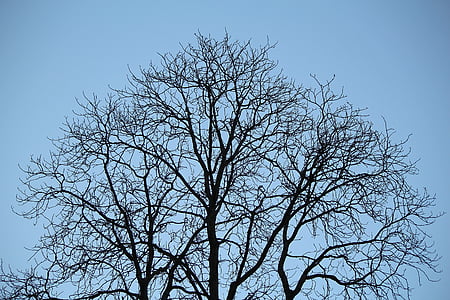 árvore, Ramos, estética, céu