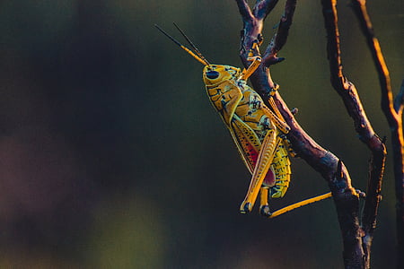cricket, insekt, fauna, græshoppe, Orthoptera, hvirvelløse, antenne
