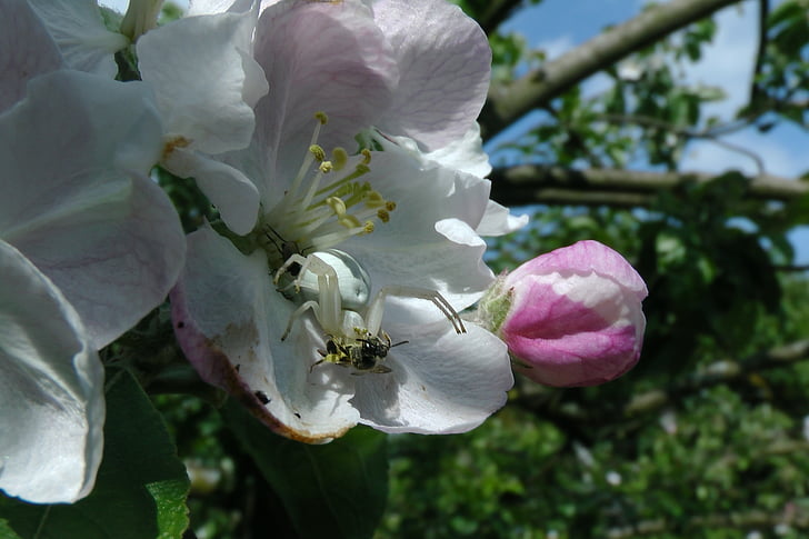 dorsata, แมงมุม, ดอกแอปเปิ้ล, ต้นไม้แอปเปิ้ล, เหยื่อ