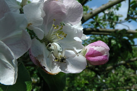 dorsata, Aranha, flor de maçã, árvore de maçã, presa