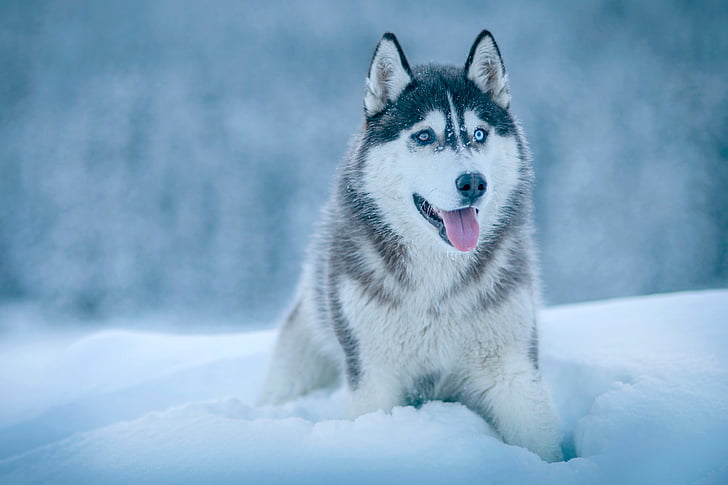 dog, animal, husky, snow, winter, cold, weather