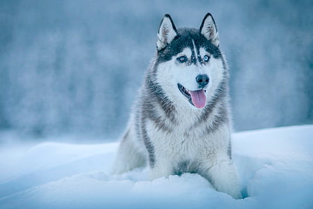 hund, dyr, Husky, sne, vinter, kolde, vejr