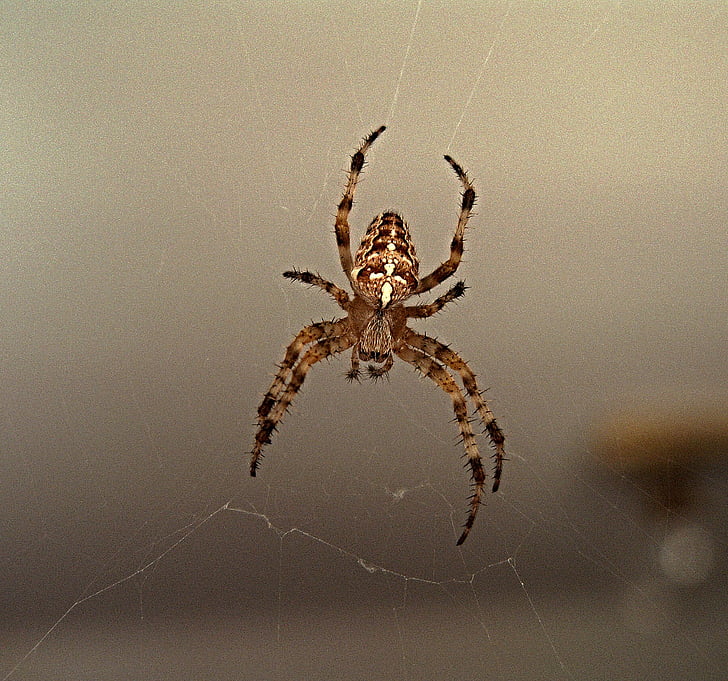 Spider, Web, Crusader, hmyzu
