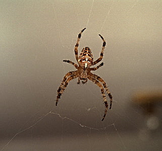 Aranha, Web, cruzado, inseto