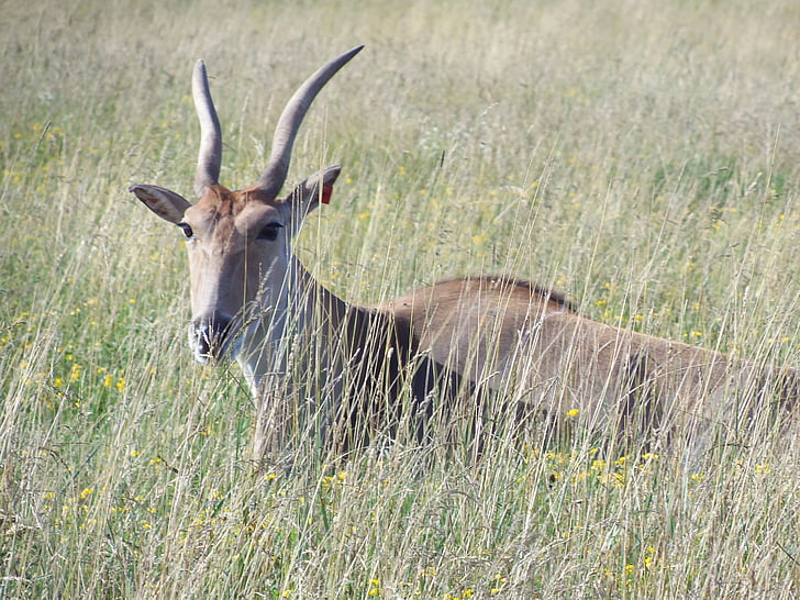Elandantilope, de wildernis, Antelope, Afrika, dieren in het wild, Afrikaanse, Safari