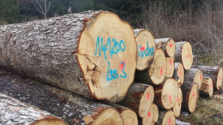 memotong log, ditumpuk, kerja Kehutanan, menggergaji, batang pohon, hutan, alam