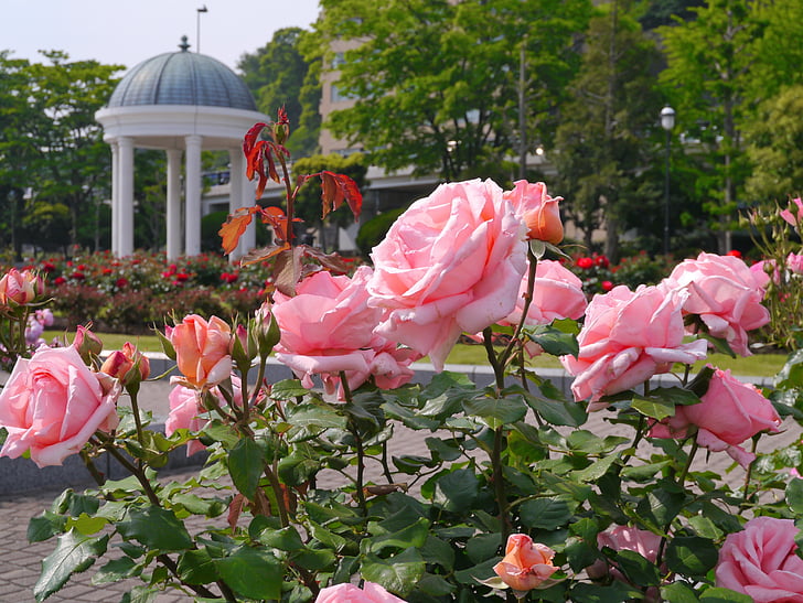 Πάρκο Verny, Γαλλία, τριαντάφυλλο, ροζ, στη θάλασσα, ναυτική βάση, Αμερική
