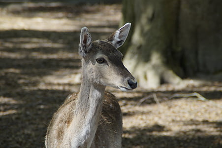 fallow deer, roe deer, female, wild, forest