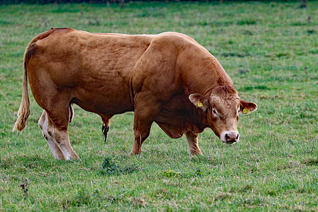 bull, cattle, animal, cow, farm, brown, grass