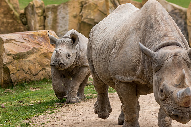 Rhino, jóvenes de Rhino, África, paquidermo, gran juego, rinoceronte, temas de animales