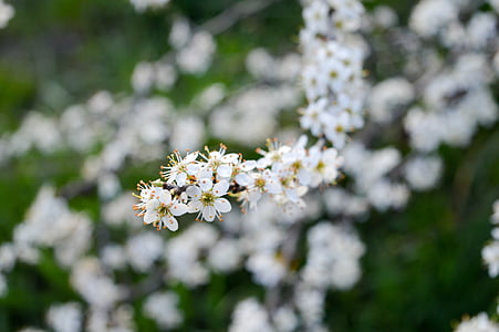 primavera, endrina, flor, branca, Hongria