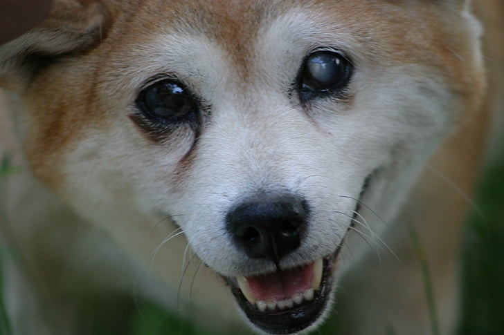 Shiba inu, Hund, Blind, Lächeln, Porträt, Haustiere, Tier