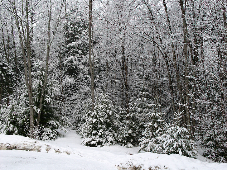 χιόνι, δάσος, Χειμώνας, κρύο, φύση, τοπίο, λευκό