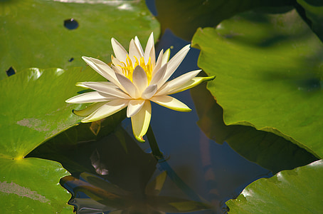 lotus, water, pond, green, nature, lake, plant
